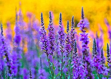 Steam新品游戏超一百款可试玩 奇游全支持免费联机加速